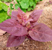 Arroche des jardins