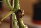 Agrobacterium tumefaciens