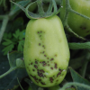 Gale bactérienne sur tomate