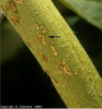 Petites taches chancreuses marron foncé, blanches en début d'attaque. Clavibacter michiganensis subsp. (Chancre bactérien)